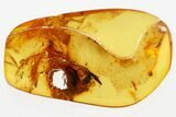 Extremely Rare Predatory Water Strider Fossil In Baltic Amber #367284-1